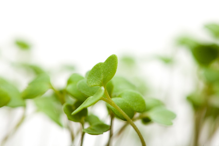 growing food - rocket salad seedlingsの写真素材