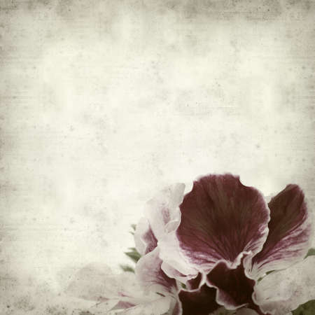 textured old paper background with geraniumの写真素材