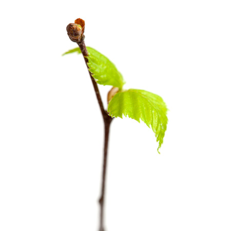 siver birch young leaves isolated on whiteの写真素材