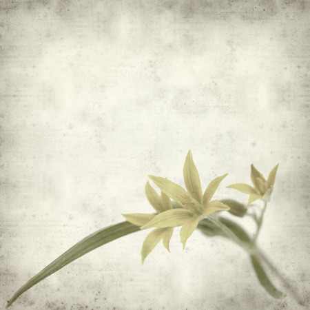 textured old paper background with gagea flowerの写真素材