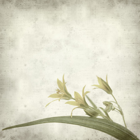 textured old paper background with gagea flowerの写真素材