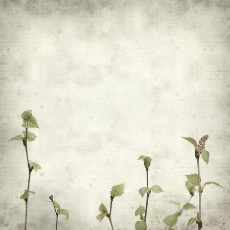 textured old paper background with young spring silver birch foliageの写真素材