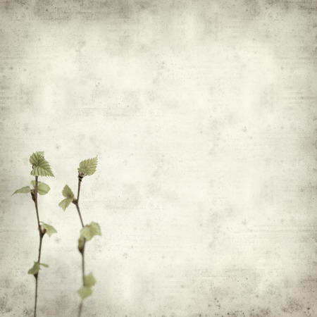textured old paper background with young spring silver birch foliageの写真素材