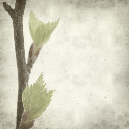 textured old paper background with young spring silver birch foliageの写真素材