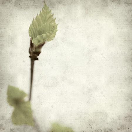 textured old paper background with young spring silver birch foliageの写真素材