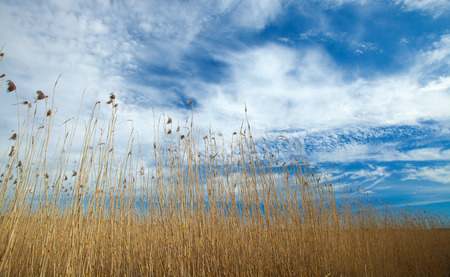 Spring in Southern Finland, reeds around Porvoo fjordの写真素材
