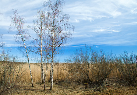 Spring in Southern Finland, reeds around Porvoo fjordの写真素材