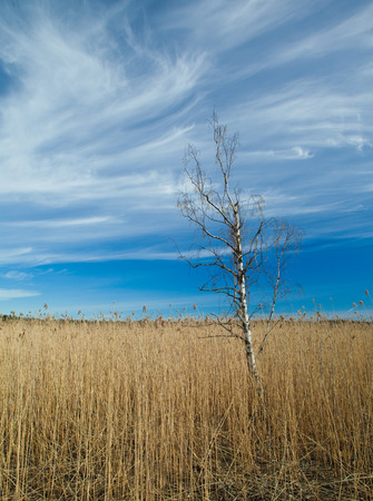 Spring in Southern Finland, reeds around Porvoo fjordの写真素材