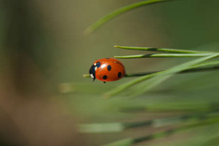 ladybird bug on a pine needleの写真素材
