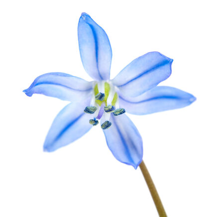 scilla spring flower isolated on white backgroundの写真素材