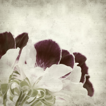 textured old paper background with Pelargoniumの写真素材