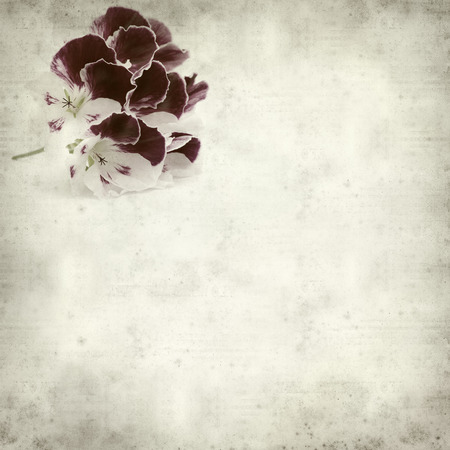 textured old paper background with Pelargoniumの写真素材