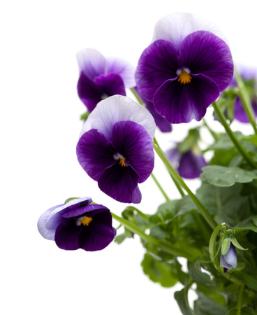 pansy plants isolated on white backgroundの写真素材
