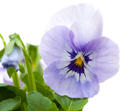 pansy plants isolated on white backgroundの写真素材