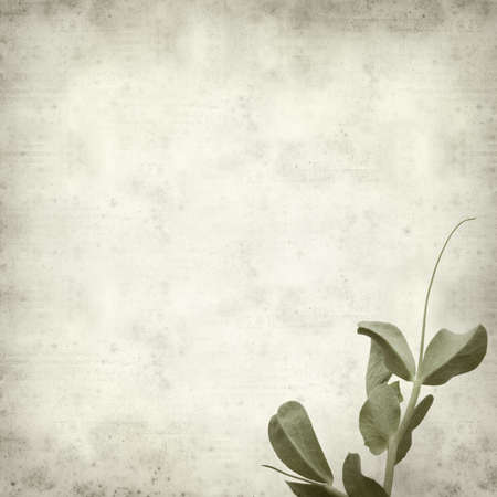 textured old paper background with garden pea shootsの写真素材