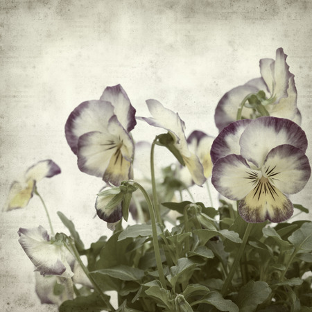textured old paper background with pansyの写真素材