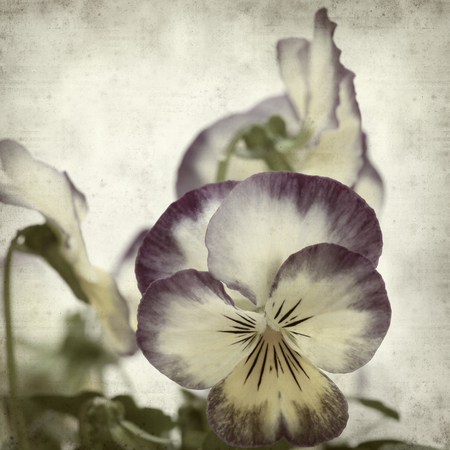 textured old paper background with pansyの写真素材