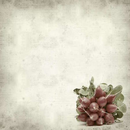 textured old paper background with fresh radishの写真素材