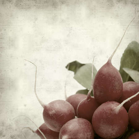 textured old paper background with fresh radishの写真素材