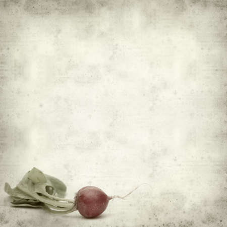textured old paper background with fresh radishの写真素材