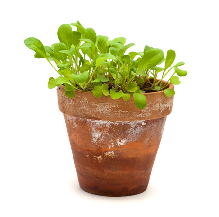salad rocket laves growing in a terracotta potの写真素材