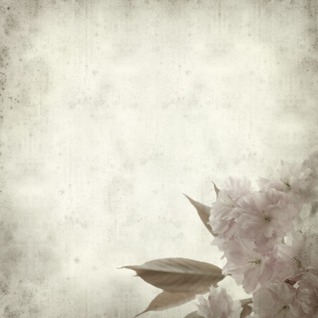 textured old paper background with spring blossomsの写真素材