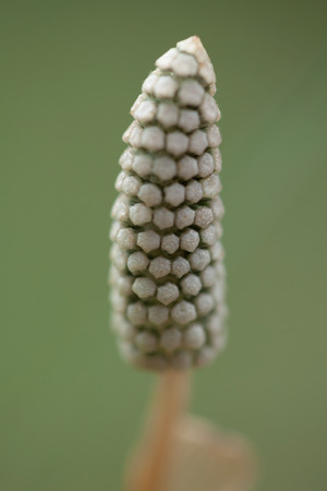 Strobilus of a horsetail plant, selective focus