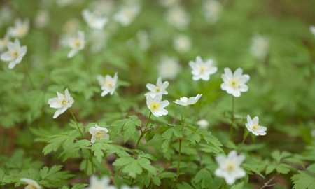 anemone nemorosa in bloom natural backgroundの写真素材