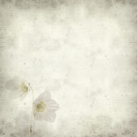 textured old paper background with common wood sorrelの写真素材