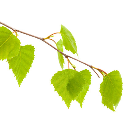 silver birch young leaves isolatedの写真素材