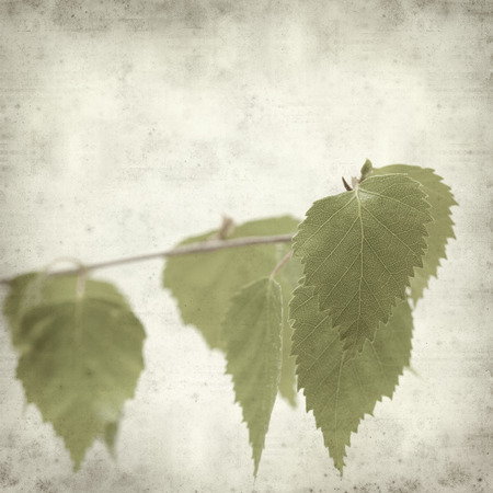 textured old paper background with young birch leavesの写真素材