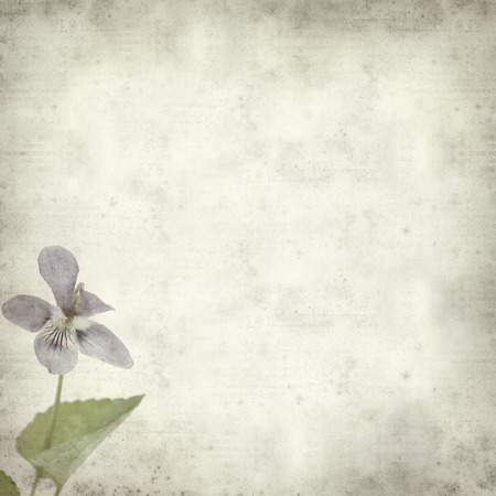 textured old paper background with wild violetの写真素材