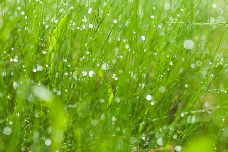 morning grass natural background