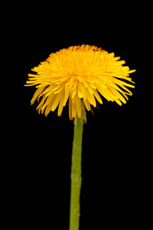 dabdelion yellow flower isolated on blackの写真素材