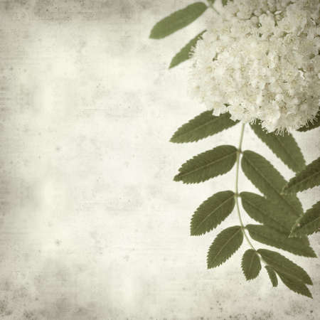 textured old paper background with rowan flowersの写真素材