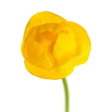 trollius  europaeus, globe flower, isolatedの写真素材
