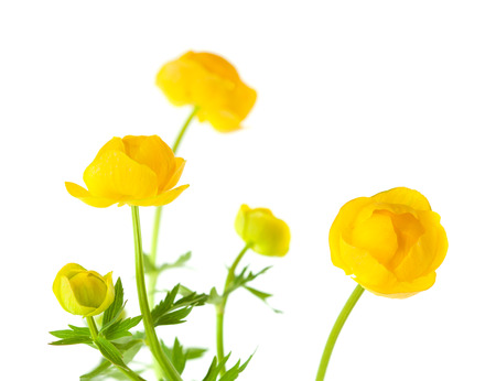 trollius  europaeus, globe flower, isolatedの写真素材