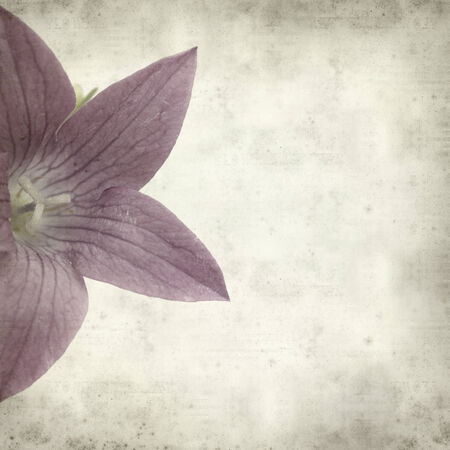 textured old paper background with bellflowerの写真素材