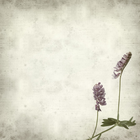 textured old paper background with purple vetch flowerの写真素材