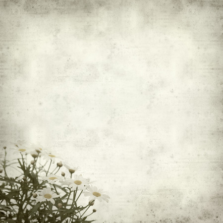 textured old paper background with marguerite daisyの写真素材