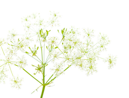 Cow parsley isolated on white backgroundの写真素材