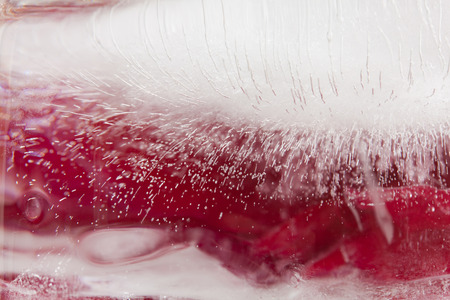 frozen peony flower artistic backgroundの写真素材