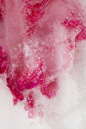 frozen peony flower artistic backgroundの写真素材