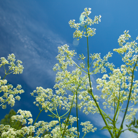 summer natural sunny  background with cow parsley