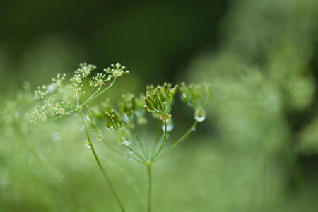 wet grass natural macro background