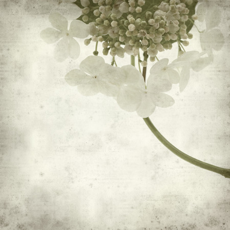 textured old paper background with guelder rose