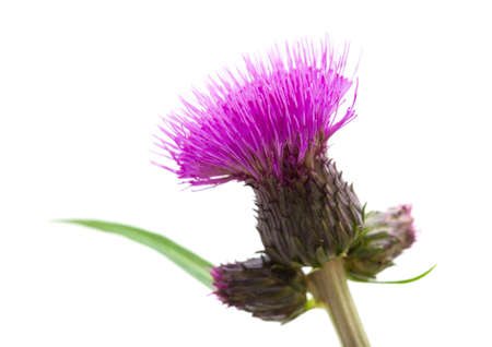 Cirsium helenioides Thistle isolated on whiteの写真素材