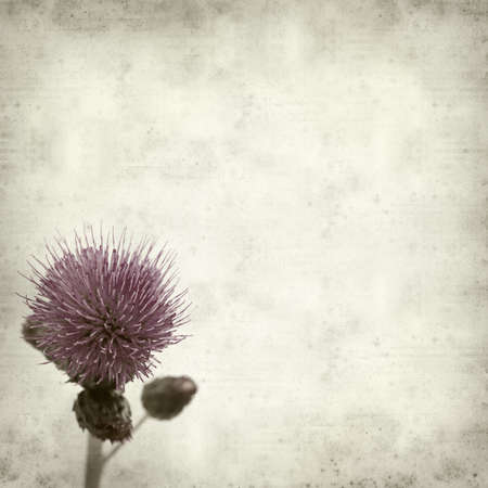 textured old paper background with thistleの写真素材