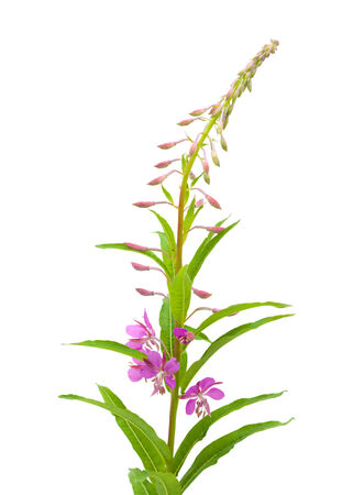 fireweed flowering spike isolated on whiteの写真素材