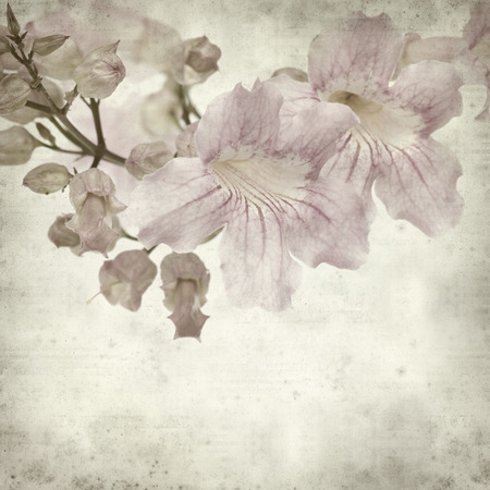 textured old paper background with pink tekoma flowers